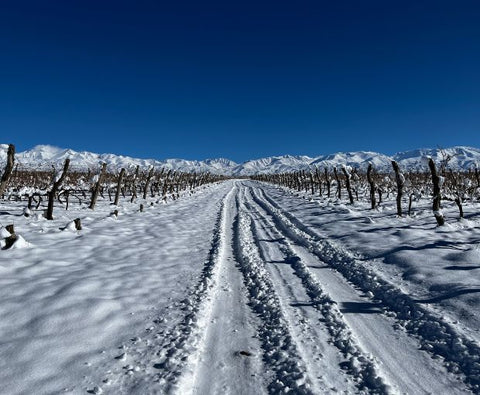 Cabernet Franc Reservado 2022, Fabre Montmayou