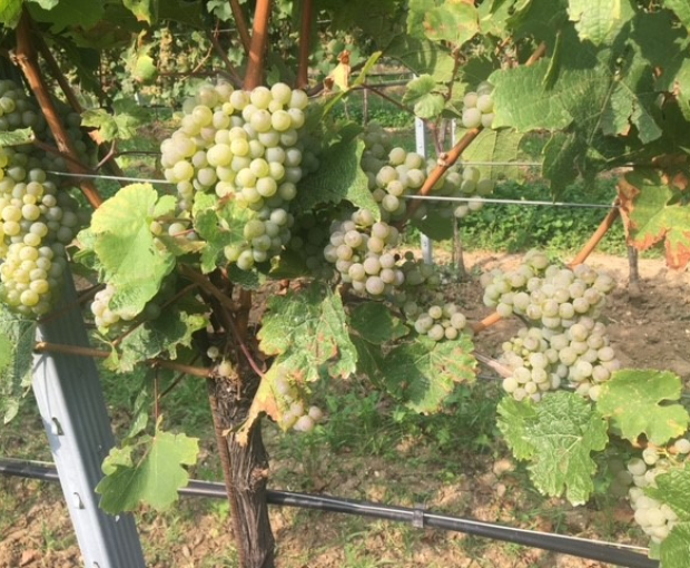 Riesling Kabinett Trocken 2025, Weingut Familie Rauen