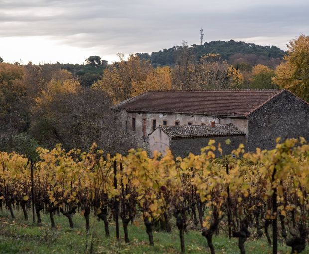 Merlot Grenache IGP Pays d'Oc 2023, Perle du Sud