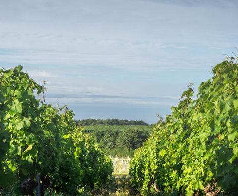 Sauvignon Blanc IGP Val de Loire L’explosif du Fresne 2024, Château du Fresne