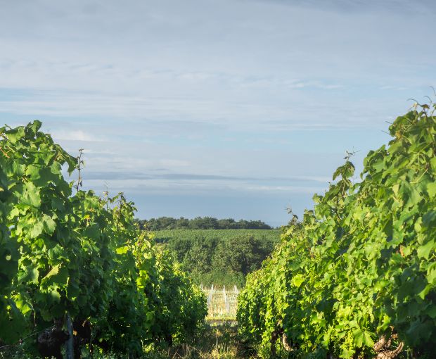 Sauvignon Blanc IGP Val de Loire L’explosif du Fresne 2024, Château du Fresne