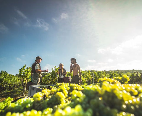 Sauvignon Blanc IGP Val de Loire L’explosif du Fresne 2024, Château du Fresne