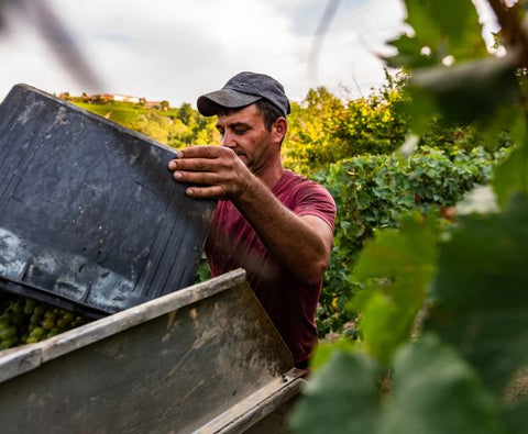 Barbera d'Asti DOCG 2023, Villa Monsignore