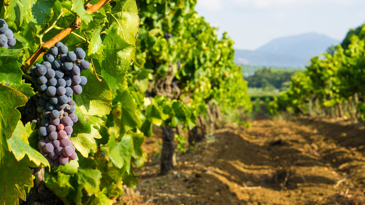 Coteaux Varois en Provence AOP 2025, La Clémencière