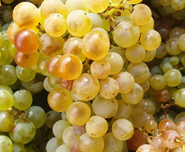 Côtes du Rhône Blanc AOC 2025, Domaine Gigondan M. & Fils
