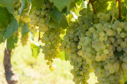 Prosecco DOC Metico Vino Frizzante, Vini Tonon