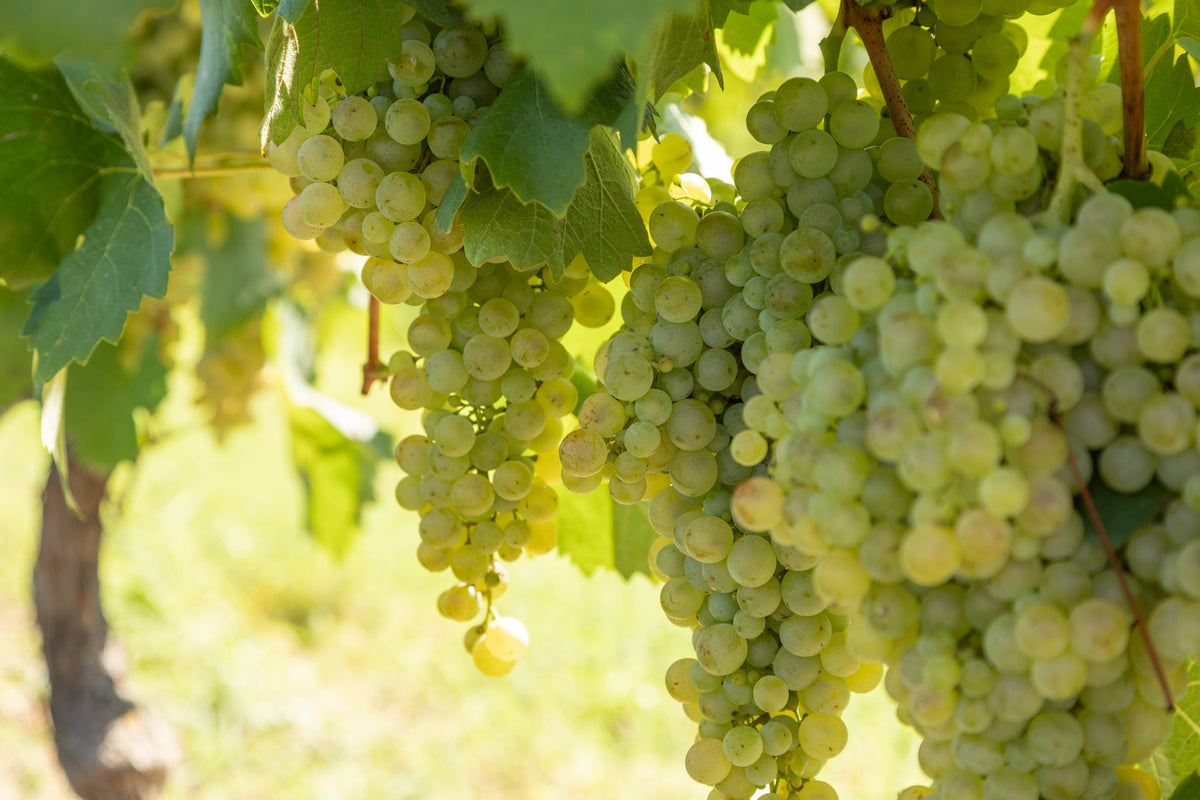 Pinot Grigio DOC Venezia 2024, Nave de Oro