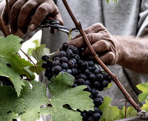 Barolo DOCG 2021, Antico Monastero