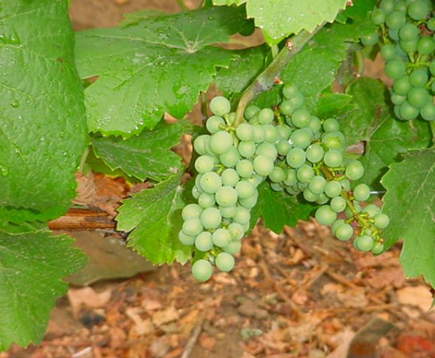 Meursault AOP 2021, Domaine Laboureau