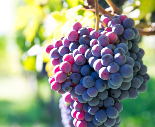 Barbera d'Asti DOCG 2024, Villa Monsignore