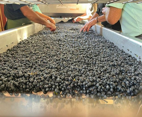 Cuvee Nicolas Margaux AOC 2019, Château Tayac