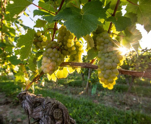 Tursan Blanc AOC 2025, La Cave des Vignerons Landais