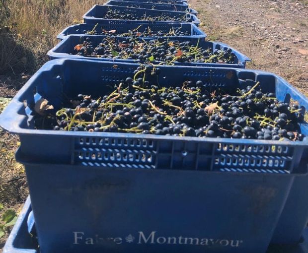Assemblage 2024, Fabre Montmayou