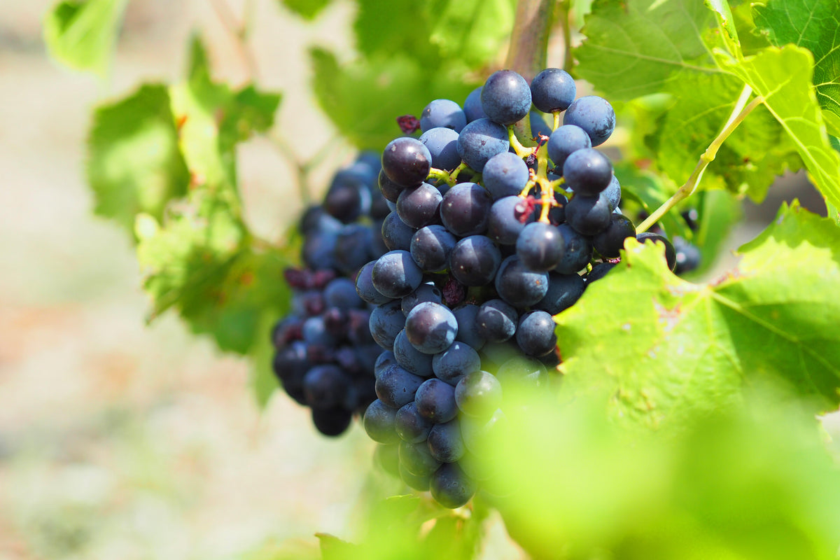 Coteaux Varois en Provence AOP 2025, La Clémencière