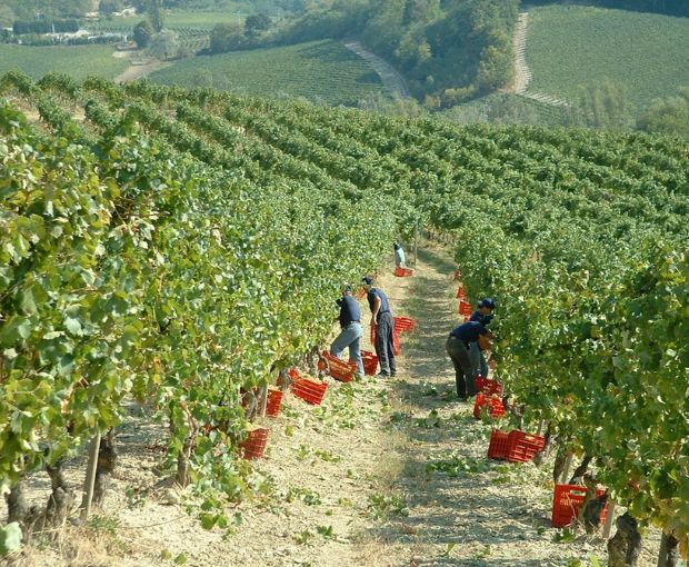 Gavi San Pietro DOCG 2024, Tenuta San Pietro