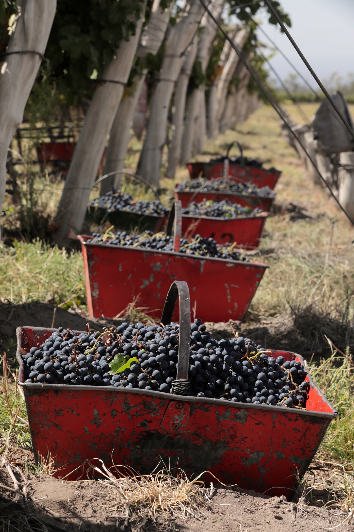 Argentinian Wines