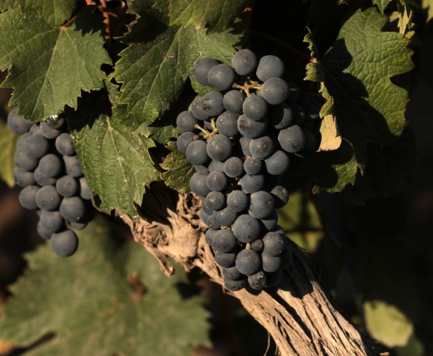 Cabernet Franc Reservado 2023, Fabre Montmayou