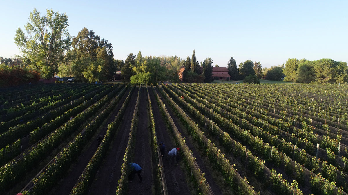 Merlot Reservado 2023, Fabre Montmayou
