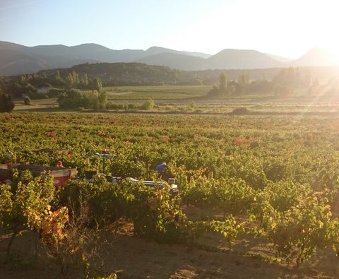 Syrah VdP du Comté de Grignan 2024, Domaine Gigondan M. & Fils