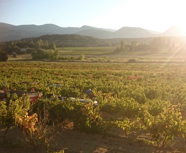 Côtes du Rhône Blanc AOC 2025, Domaine Gigondan M. & Fils