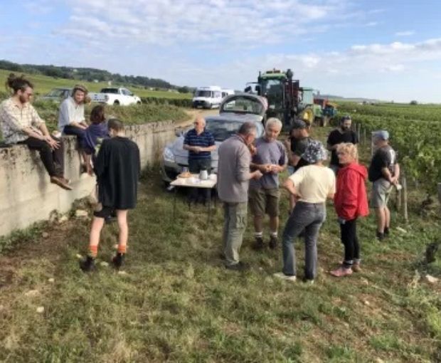 Pernand Vergelesses AOC Les Pins Blanc 2021, Domaine Laboureau