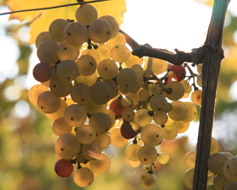 Pinot Blanc AAC 2023, Henri Kieffer Fils