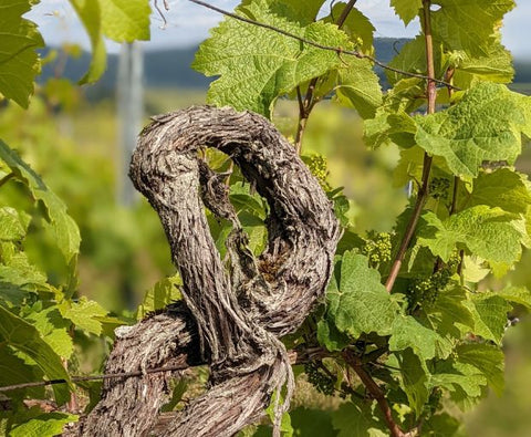 Gewurztraminer AAC 2022, Henri Kieffer Fils