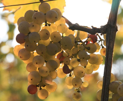 Gewurztraminer AAC 2022, Henri Kieffer Fils