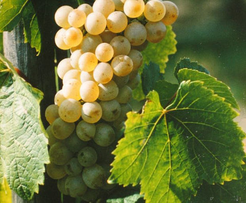 Gewurztraminer AAC 2022, Henri Kieffer Fils
