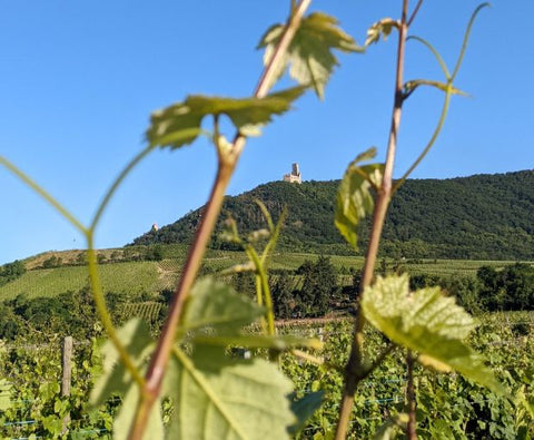 Pinot Blanc AAC 2024, Henri Kieffer Fils