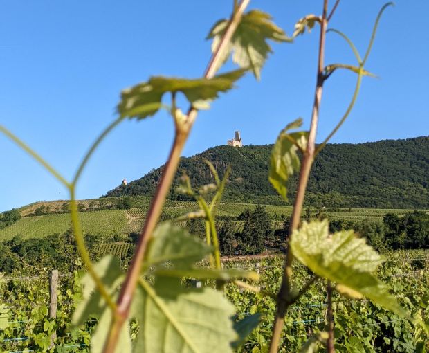 Pinot Blanc AAC 2024, Henri Kieffer Fils