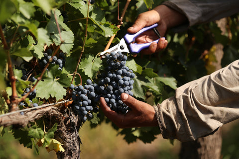 Malbec Reserva 2024, Alta-Yari