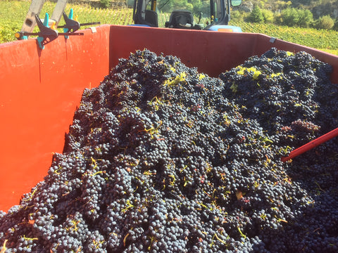 Pinot Noir VdF 2023, Angel Falls