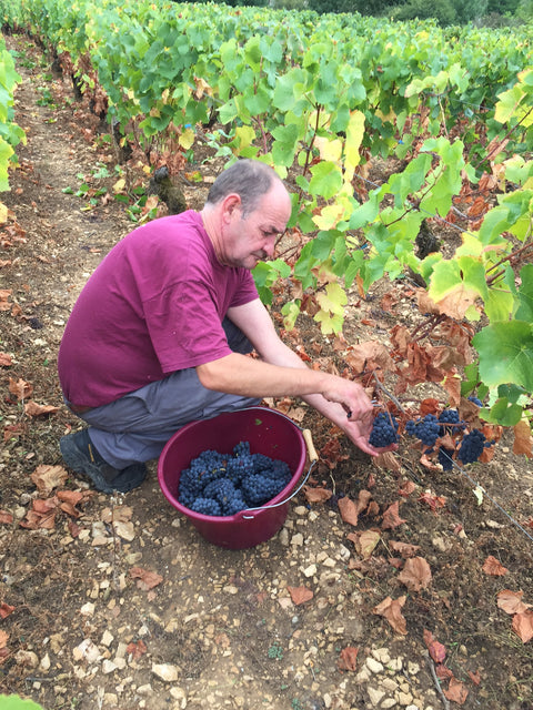 Pinot Noir VdF 2023, Angel Falls