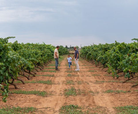 Bacca Bianca IGT Puglia Bianco 2024, Cantine Ionis