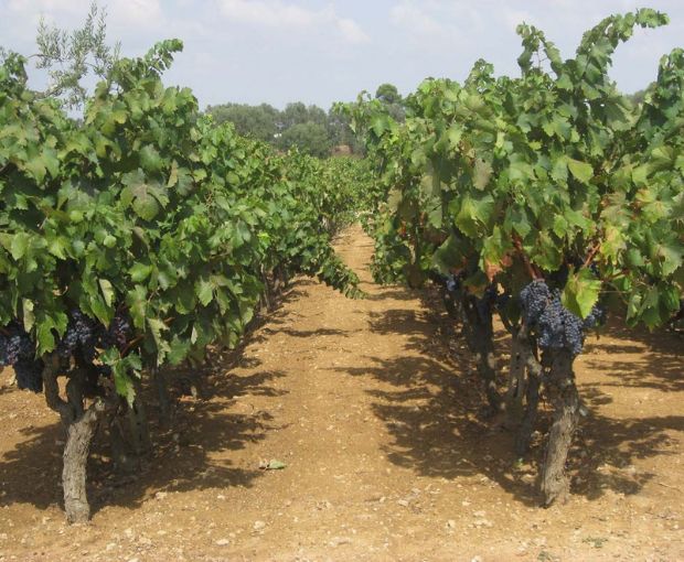 Bacca Bianca IGT Puglia Bianco 2025, Cantine Ionis