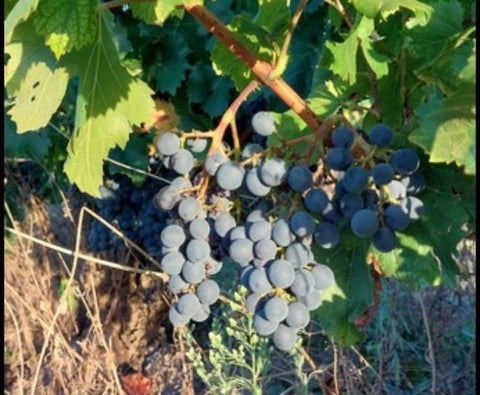 Rioja Alta DOCa Joven Lagar de Cayo 2024, Quiroga de Pablo