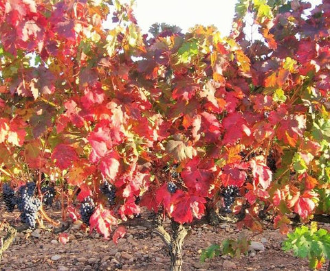 Rioja Alta DOCa Blanco Lagar de Cayo 2024, Quiroga de Pablo