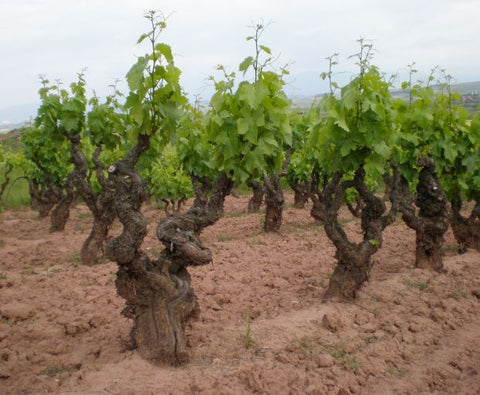 Rioja Alta DOCa Rosado Lagar de Cayo 2024, Quiroga de Pablo