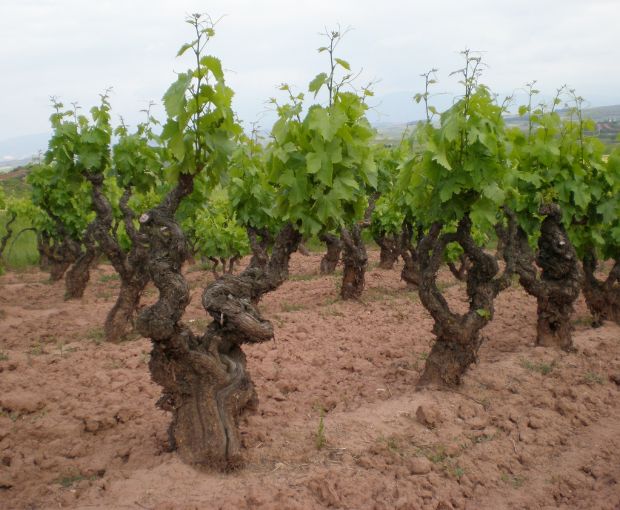 Rioja Alta DOCa Rosado Lagar de Cayo 2025, Quiroga de Pablo