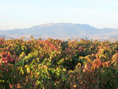 Rioja Alta DOCa Joven Lagar de Cayo 2024, Quiroga de Pablo