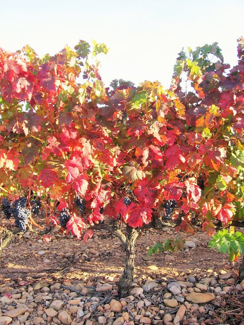 Rioja Alta DOCa Joven Lagar de Cayo 2024, Quiroga de Pablo