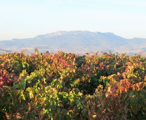 Rioja Alta DOCa Rosado Lagar de Cayo 2025, Quiroga de Pablo