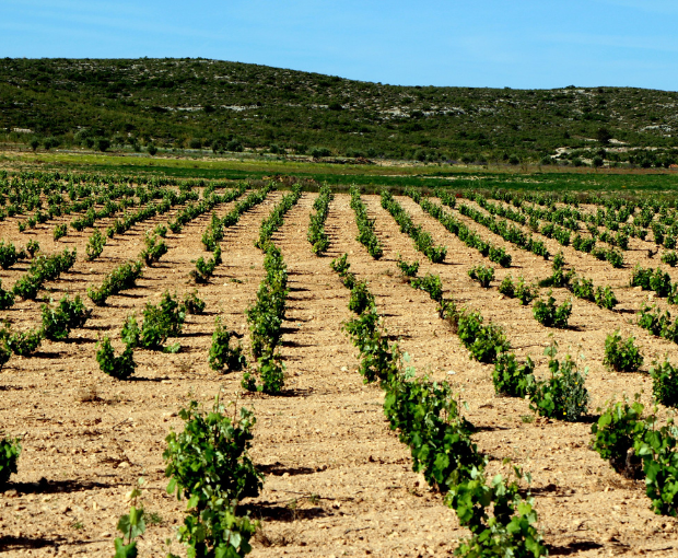 El Pinar de Villena Rosé 2023, Las Virtudes