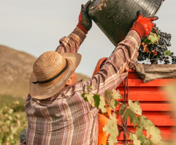 El Pinar de Villena Rosé 2023, Las Virtudes