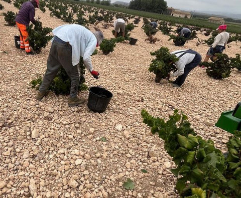 El Pinar de Villena Tinto 2023, Bodega Las Virtudes