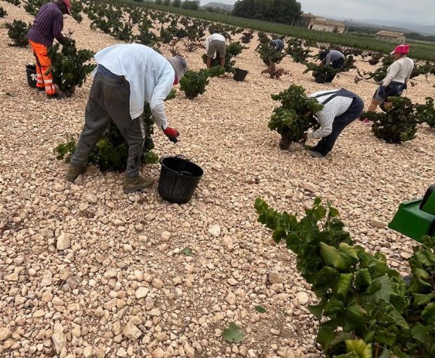 El Pinar de Villena Tinto 2023, Bodega Las Virtudes