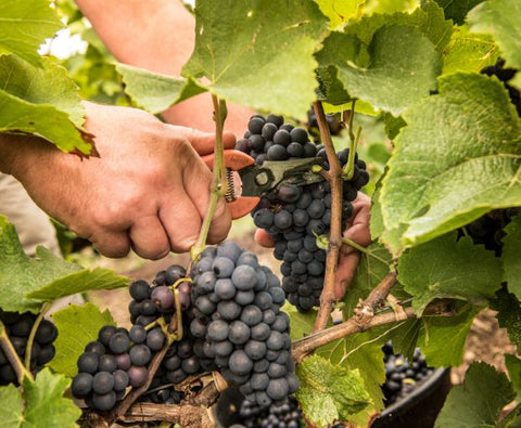 Champagne Laurent Perrier Grand Siècle n°24