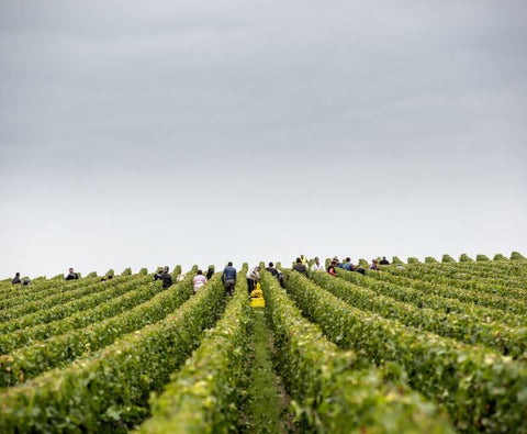 Champagne Laurent Perrier Grand Siècle n°24