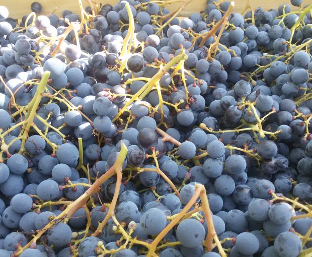 Recioto della Valpolicella DOCG 2023, Le Bertarole (Half Bottle)
